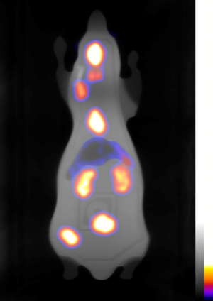 Tumour bearing phantom with 99mTc in Molecubes' γ-CUBE - Projection Image