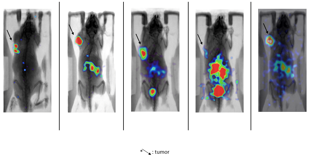 Novel, desktop imaging tools for mouse screening in-vivo: BIOEMTECH’s γ- eye
