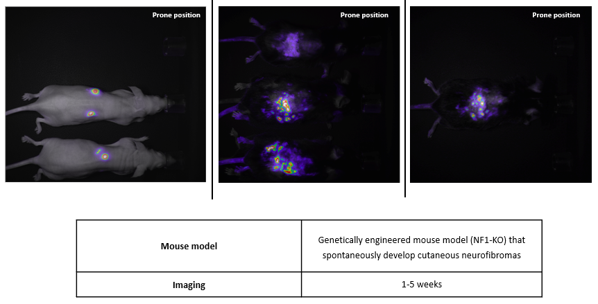 Novel, desktop imaging tools for mouse screening in vivo : BIOEMTECH’s φ eye