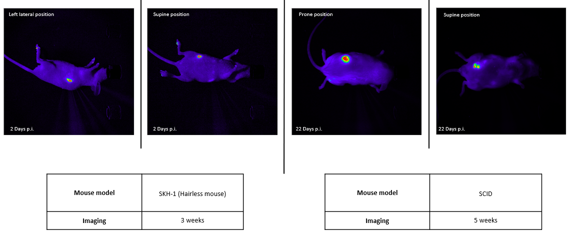 Novel, desktop imaging tools for mouse screening in vivo : BIOEMTECH’s φ eye