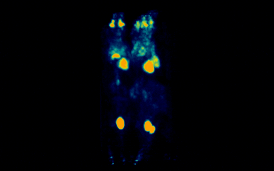 3 mice PET imaging